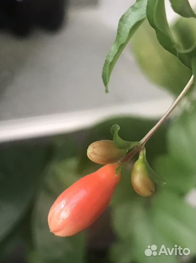 Гранат комнатный карликовый Бейби