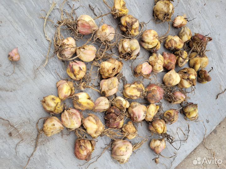 Лилии луковицы,рябчики