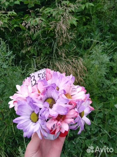 Букет хризантемы ромашки