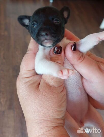 Американский той фокстерьер