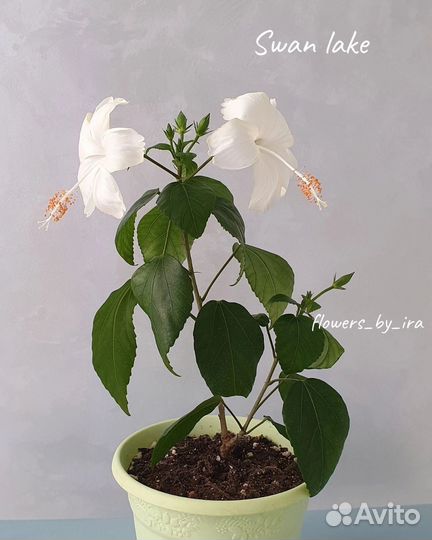 Гибискусы сортовые комнатные