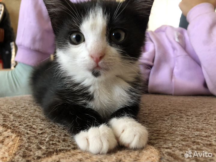 Кошка котёнок котята