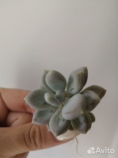 Седум Пахифитум