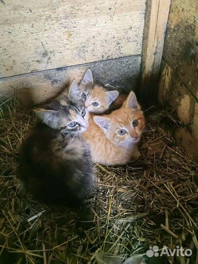 Котята в добрые руки