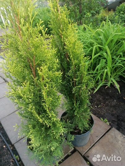 Туя Смарагд