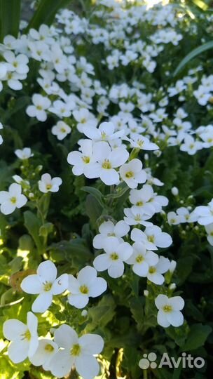 Арабис кавказский (Резуха). Почвопокровник