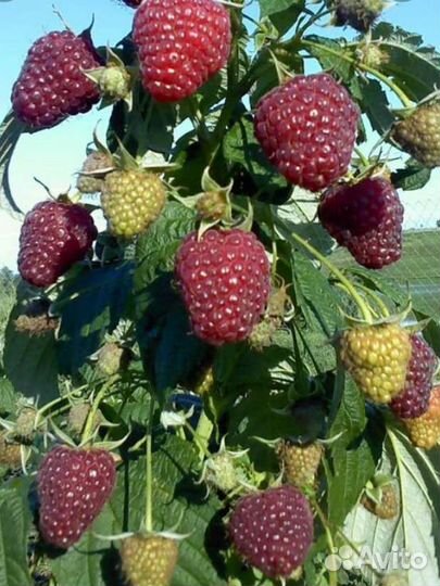 Малина (саженцы) 18сортов, новинки 2022г