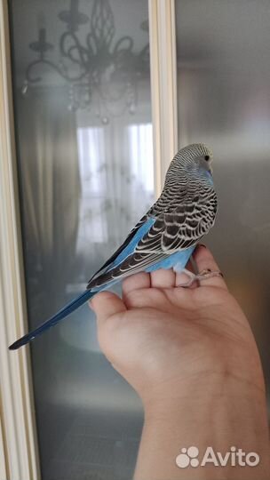 Попугаи ввп чехи