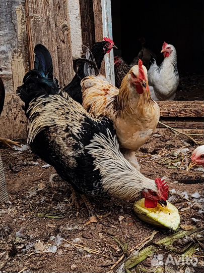 Молодые петухи