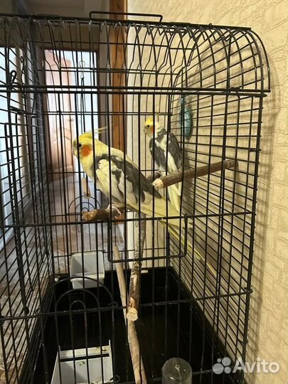 Попугаи корелла