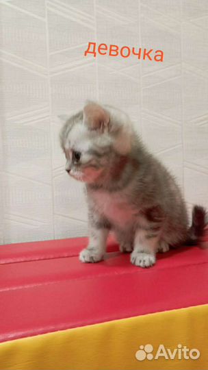 Британские котята