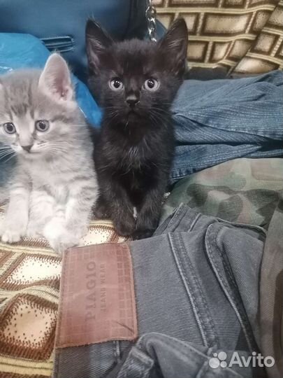 Котята в добрые руки