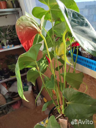 Комнатные цветы антуриум