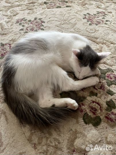 Кошка в добрые руки