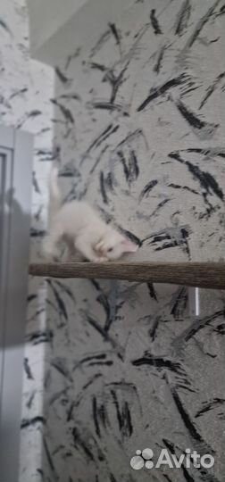 Котята мейн-кун