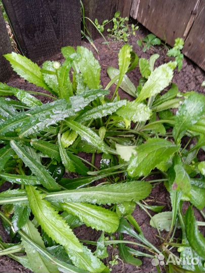 Рассада астильбы