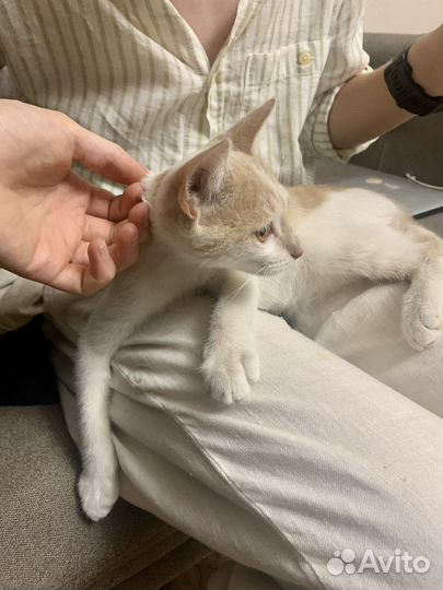 Котенок 4,5 мес