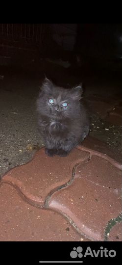 Котята ищут дом