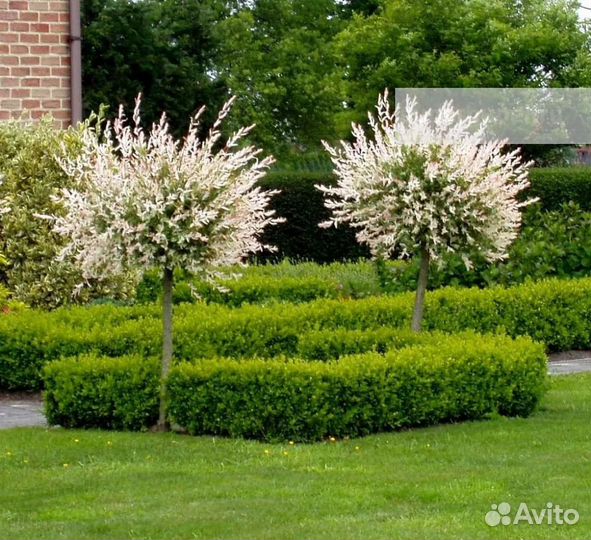 Ива хакуро нишики на штамбе