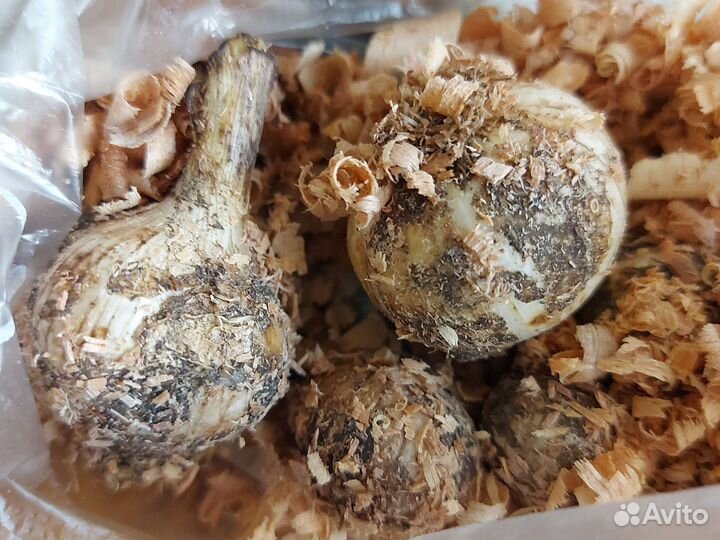 Цветы с моего участка