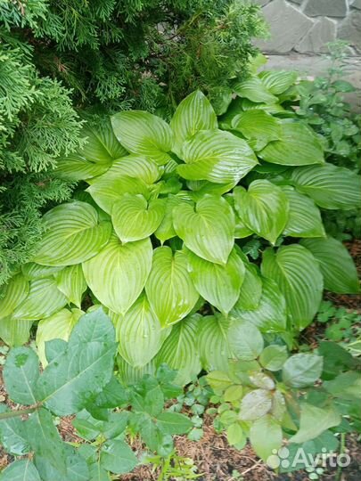 Хоста, и другие садовые растения