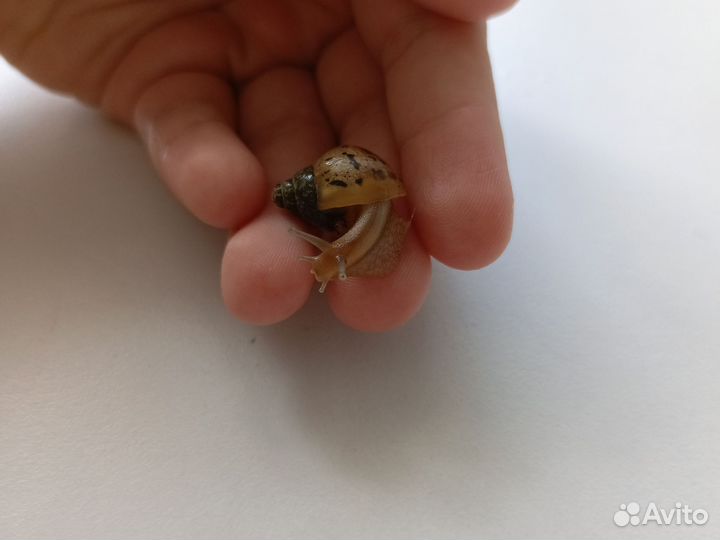 Улитки ахатины