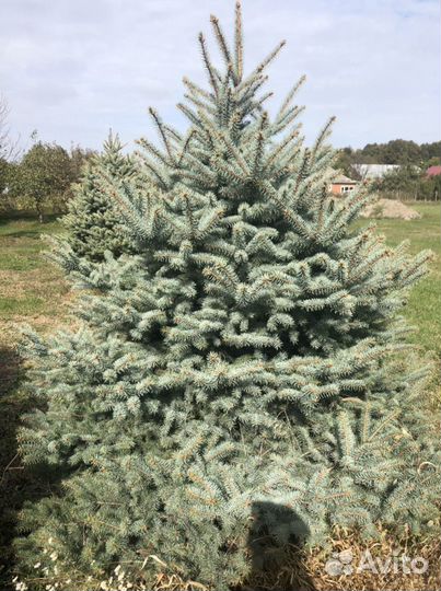 Ель голубая «кавказская»
