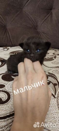 Котята мейн куна