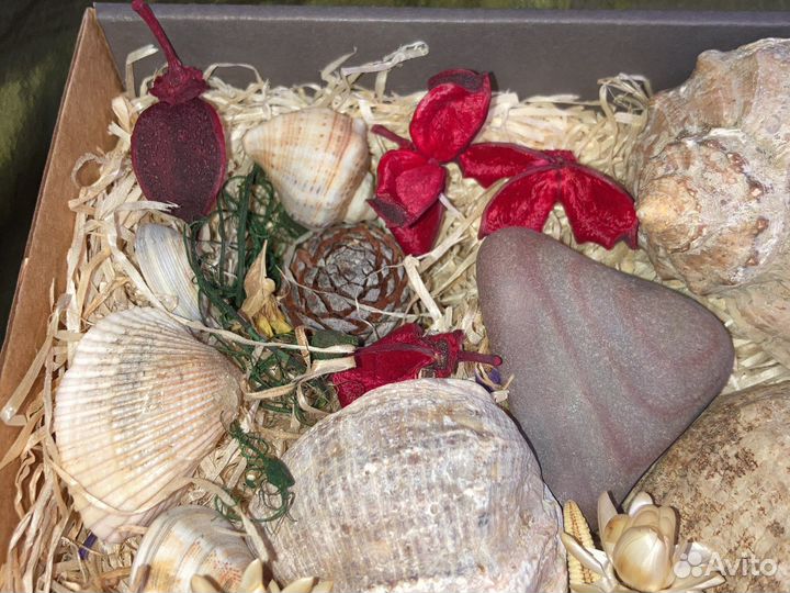 Ракушки для аквариума или украшения
