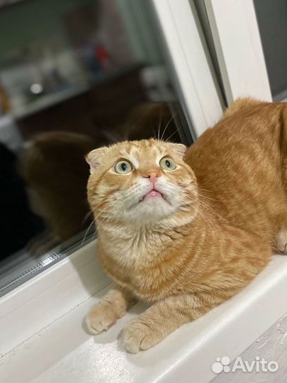 Вислоухий рыжий кот