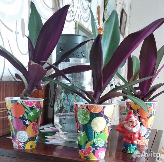 Хлорофитум,традесканции и др дом цветы