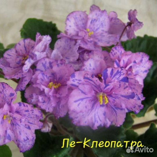 Детки сортовых фиалок