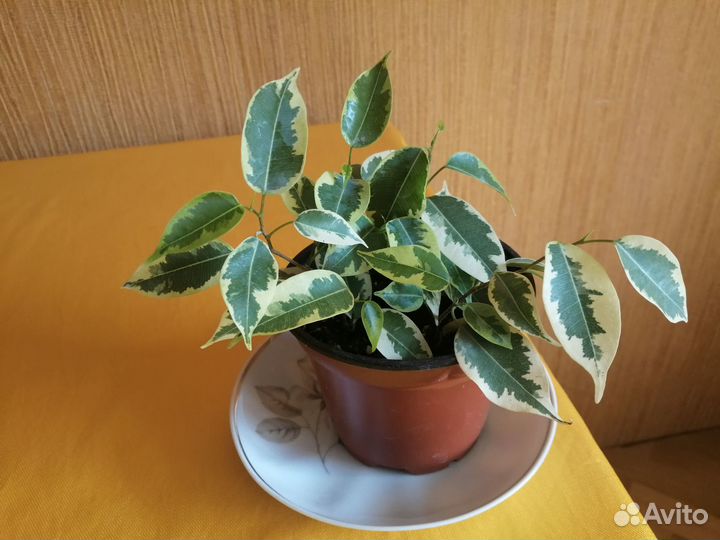 Гортензия сухоцвет, фикус Бенджамина