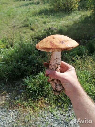 Грибы жареные