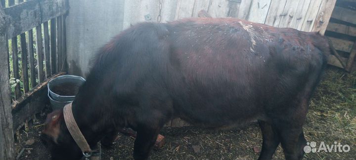 Телочка 5 месяцев