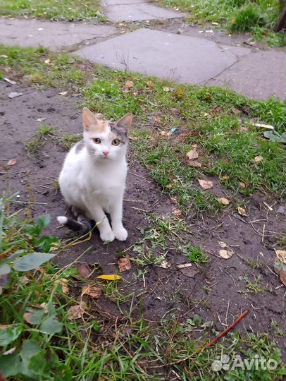 Котята подростки ищут заботливые ручки