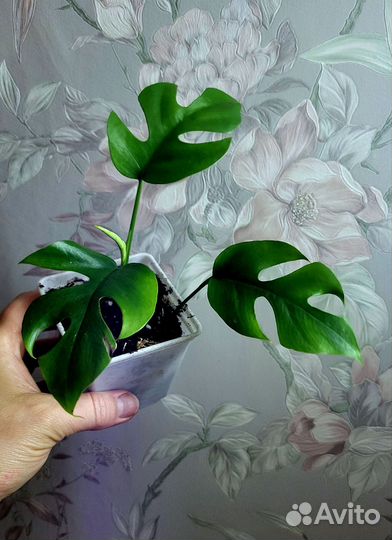 Аглаонема Лемон Минт Бай као