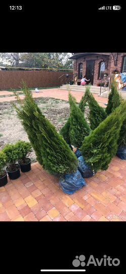 Саженцы туи