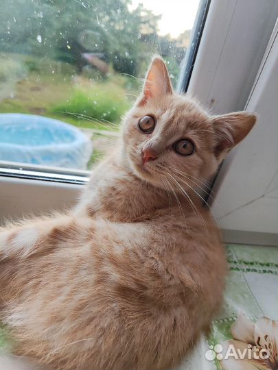 Кошка в дар