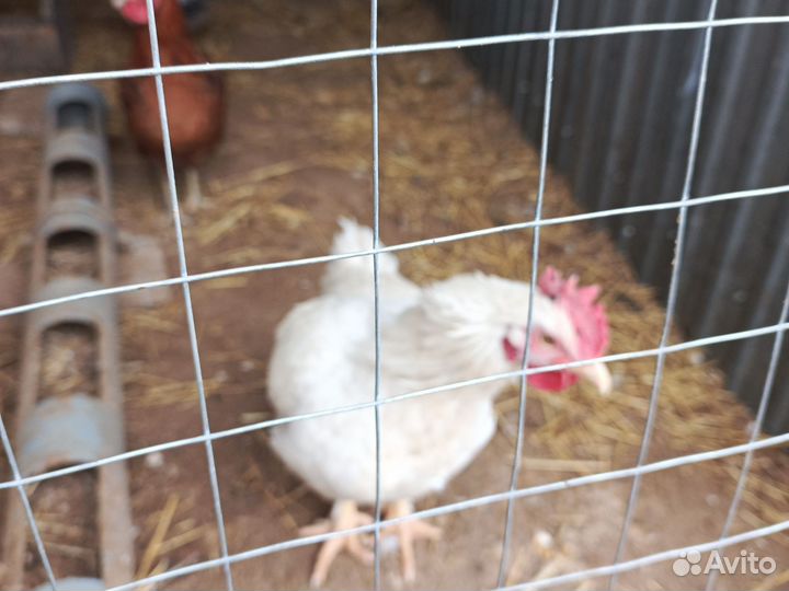 Молодые петушки