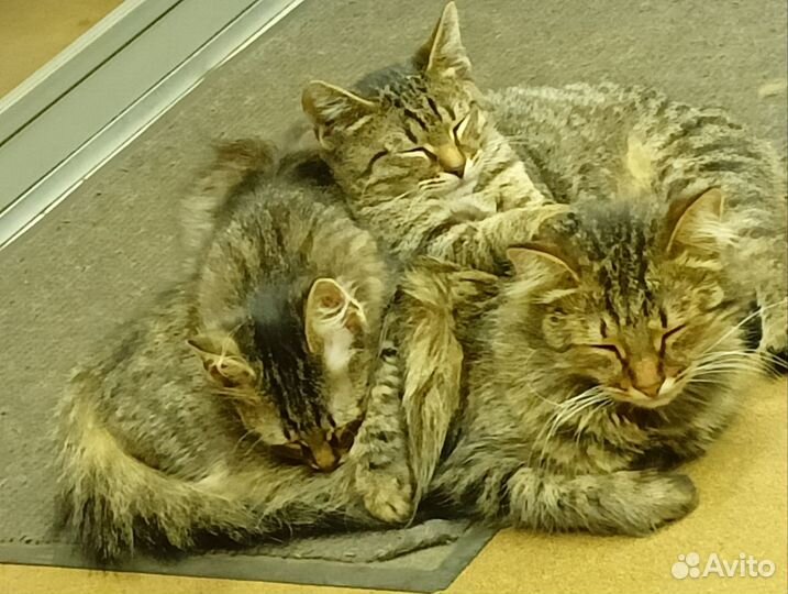 Кошка в дар