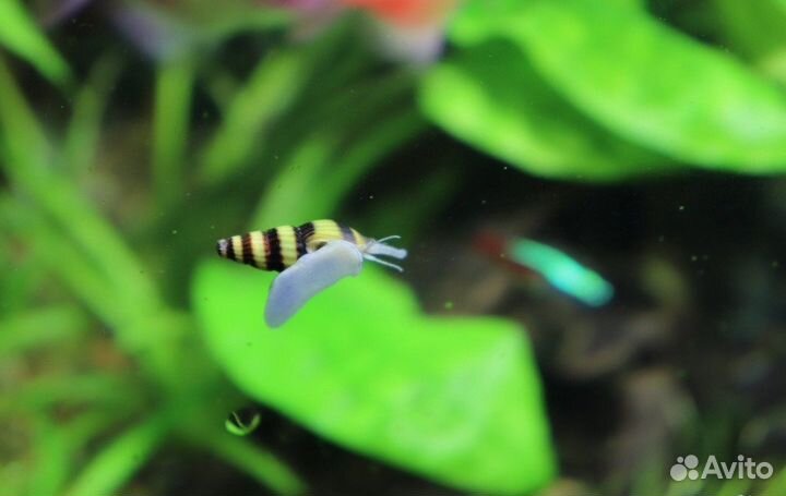 Улитка хелена