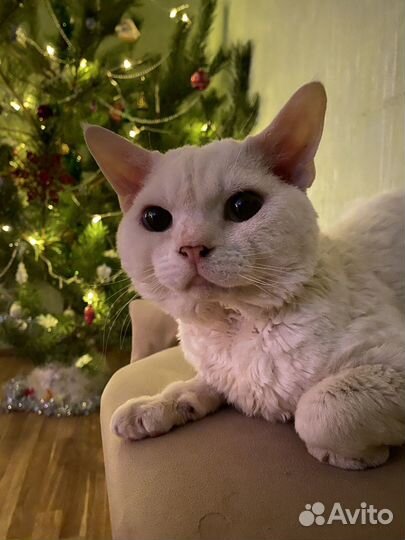 Кот девон-рекс