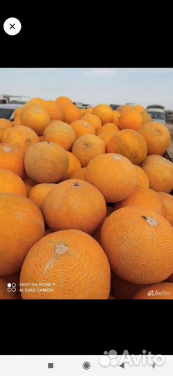 Растеневодство Семена Арбуза Дыней