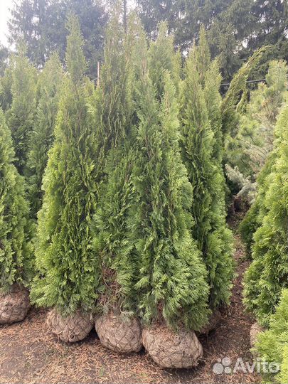 Туя смарагд 160 см