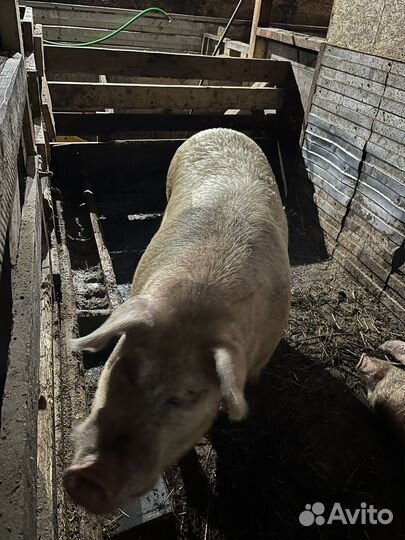 Хряк ландрас