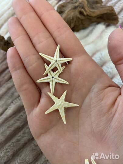 Морская звезда натуральная