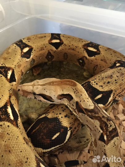 Императорский удав (змея)