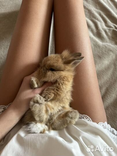 Кролик мини