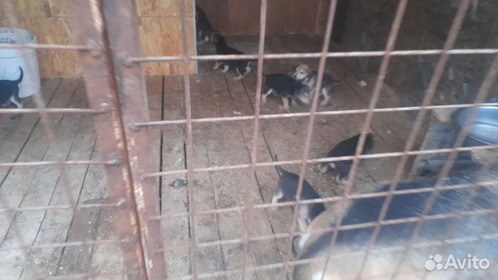 Щенки русской гончей